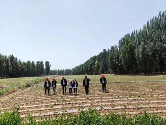 “三抓三促”行動進行時 | 篤行不怠勇?lián)?dāng)　砥礪奮進正當(dāng)時 —— 武威市敦煌種業(yè)種子有限公司“三抓三促”行動紀實