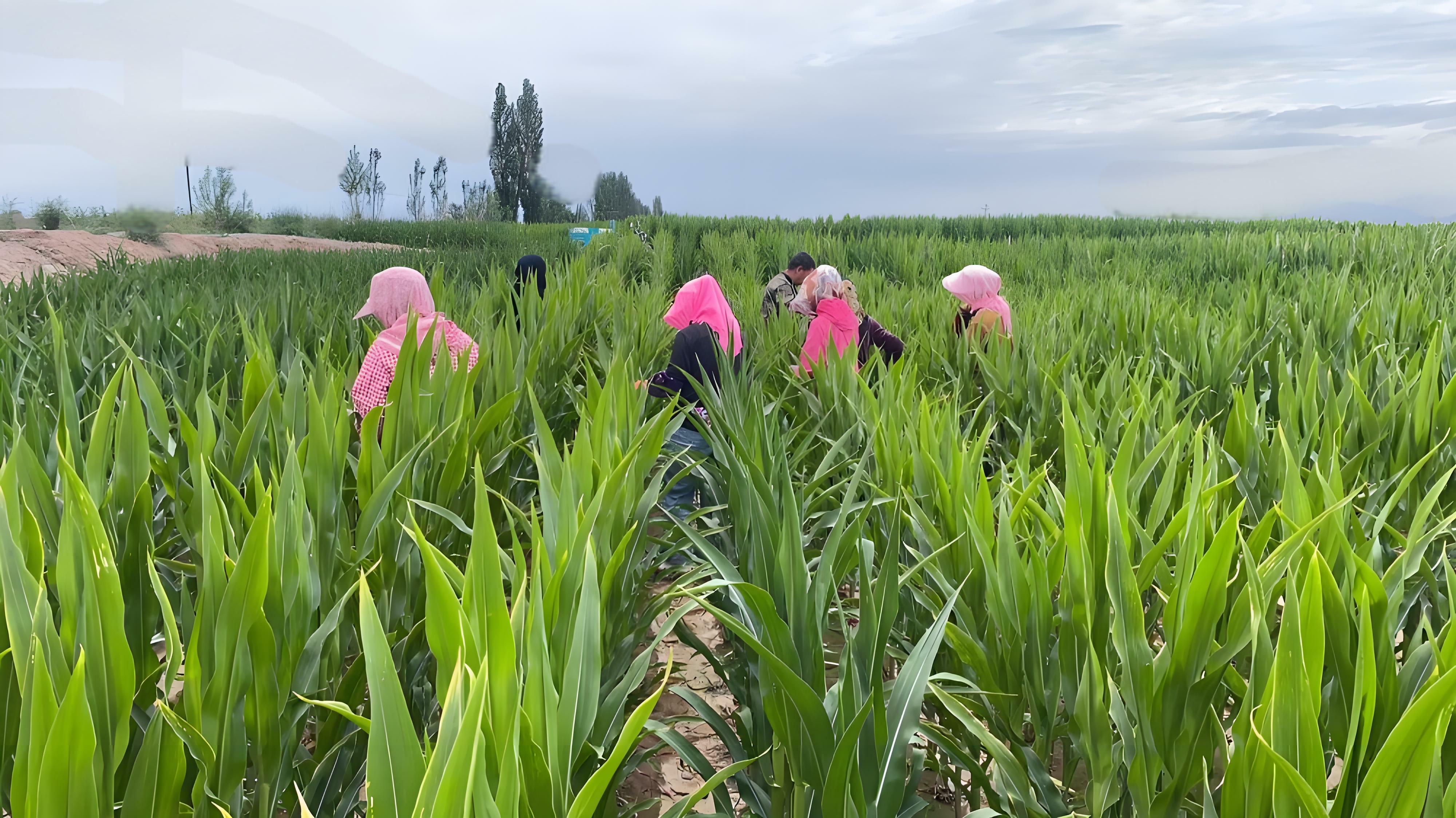 守護(hù)種子“純度生命線(xiàn)” | 敦煌種業(yè)高質(zhì)量推進(jìn)玉米去雄工作